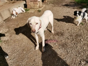 Chopper sucht sein Zuhause Bild 2