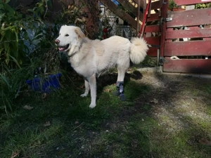 Pulcino sucht sein Zuhause Bild 2