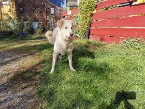 Pulcino sucht sein Zuhause Bild 5