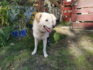 Pulcino sucht sein Zuhause Bild 6