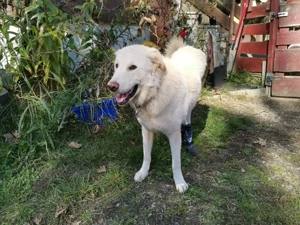 Pulcino sucht sein Zuhause Bild 4