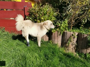 Pulcino sucht sein Zuhause Bild 3