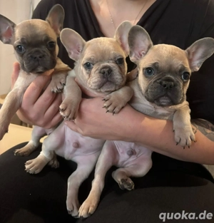 Französische Bulldogge Welpen 