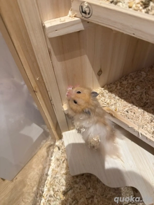 Teddy Hamster 