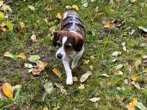 Kelly sucht ihr Zuhause