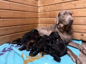 Süße Mini Labradoodle Welpen 