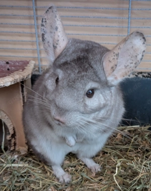 Chinchilla ( Beige Sommerlinie) sucht neues Zuhause