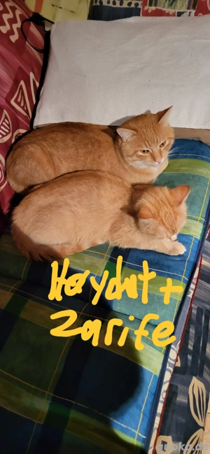 EHK Hauskatzen