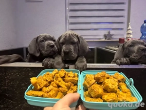 Cane Corso Welpen
