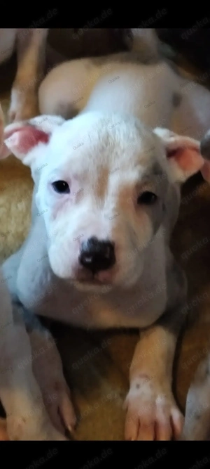 American Bully XL Welpe Hündin