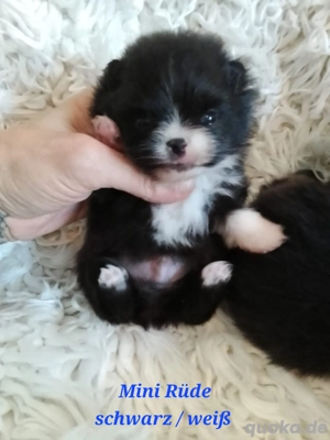 Reinrassigen Pomeranian-Welpen 