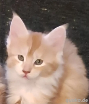 Maine koon kitten reinrassig