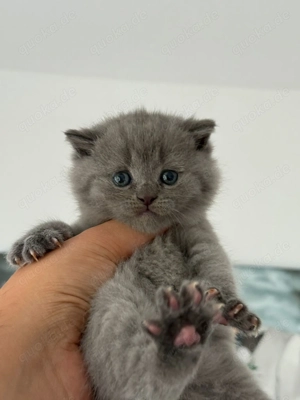 Blue babykatze British Shorthair 