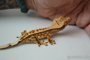 0.0.1 Kronengecko Jungtier