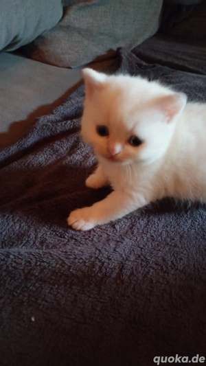 Türkisch Van  Katzen Babys Katzen    