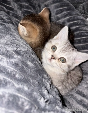 BKH - Britisch Kurzhaar - reinrassig - abgabebereit