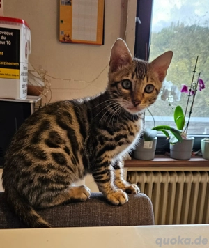 Bengal-Kitten