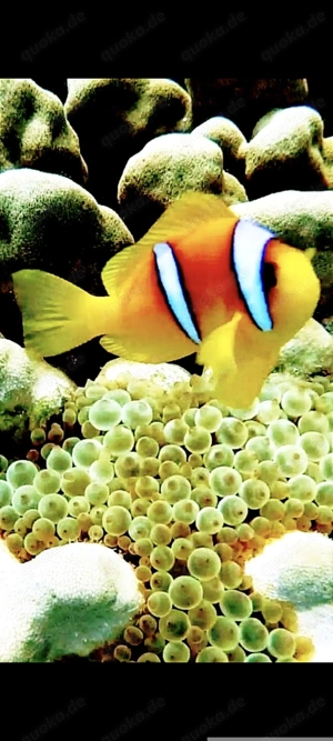 Amphiprion bicinctus, Rotmeer Anemonenfische gesucht