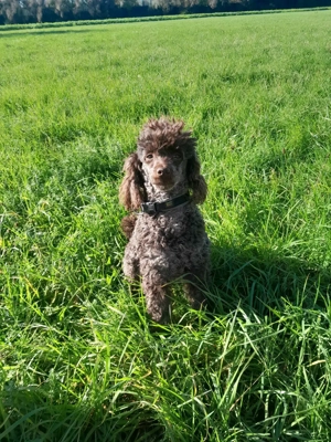 Zwergpudel sucht passendes Zuhause 