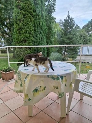 Zwei niedliche junge Katzen  abzugeben...