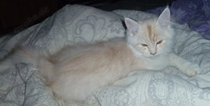 Maine Coon Kitten Katerchen