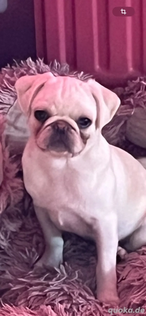 2 Mopswelpen Freiatmend und Reinrassig.