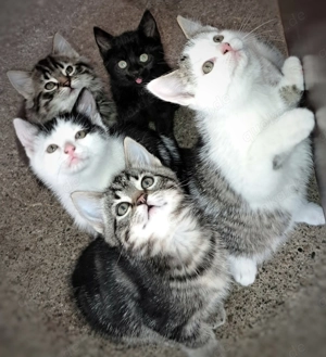 Maine-Coon-EKH-Mix, sehr zutrauliche Katzenbabys in gute Hände abzugeben, Kitten