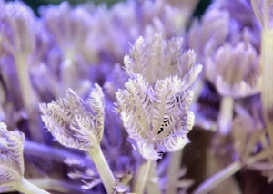 Xenia umbellata, Pumpende Xenien abzugeben