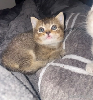 Britisch Kurzhaar Kitten - BKH - abgabebereit