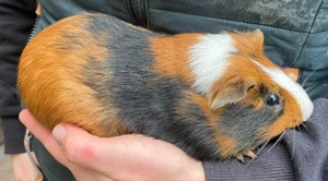 Meerschweinchen - 3farbiger Bock