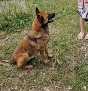 Fritz - anhänglicher Schatz sucht nun ein richtiges Zuhause 