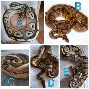 Hamm Angebote: Verschiedene Königspython Python Regius abzugeben 