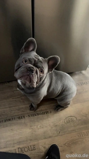 Deckrüde französiche Bulldogge 