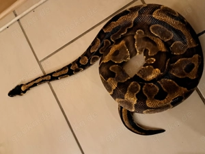 Hamm Angebote: Verschiedene Königspython Python Regius abzugeben  Bild 2