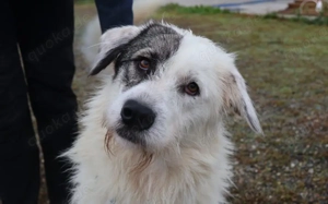 Tambi - Dein neuer Wuschelkumpel?