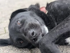 liebe, verträgliche Paulina auf Pflegestelle in Harsum möchte in ihr Glück ziehen