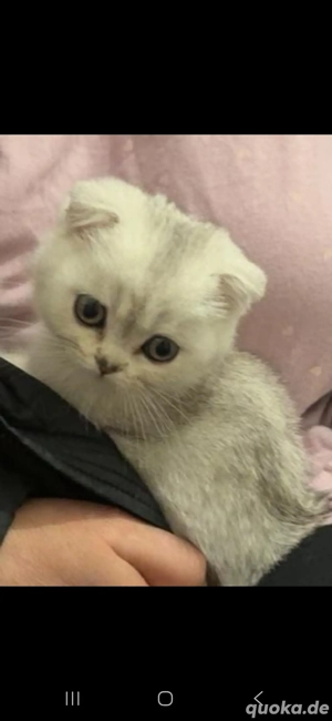 katze, Junge Britannien 