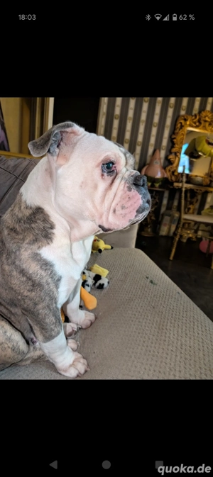 old english Bulldog 