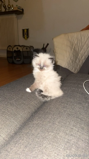 BKH + Maincoon Kitten