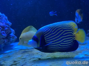 Imperator Kaiser Fisch 