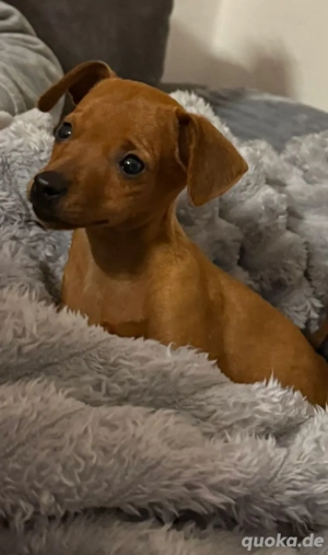 Zwergpinscher Welpen