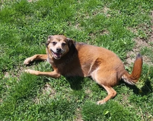 BOBBY - süßer Opa sucht seine Menschen (wartet in Rumänien)