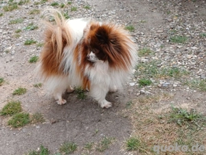 Süßer Pomeranian Zwergspitz Rüde
