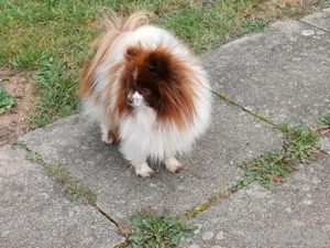 Süßer Pomeranian Zwergspitz Rüde
