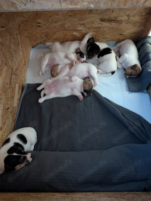 Jack Russel Welpen (Abgabe mit 12 Wochen)