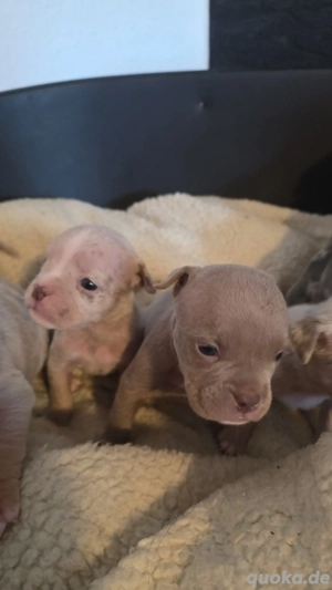 New Englische Bulldoggen