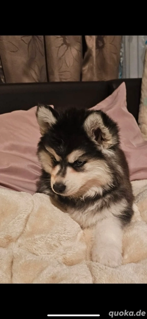 pomsky pomeranian