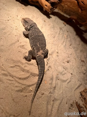 Varanus exanthematicus inkl. Terra