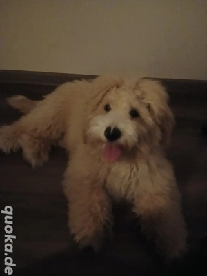 chuchu sucht neues zuhause  Bild 2