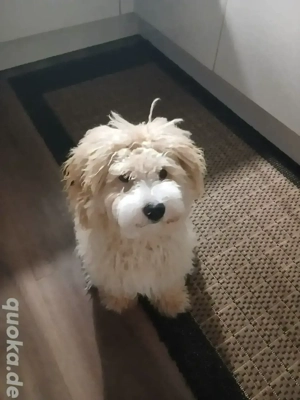 chuchu sucht neues zuhause